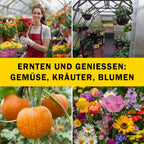 Gewächshäuschen Metal