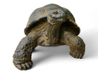 Stein Schildkröten – Pool, Garten, Terrasse - Langlebig und Wetterbeständig – Gelblich aus Glasfaserbeton – 32, 47 und 65 cm - Garten-On.de