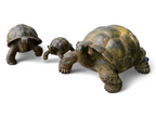 Stein Schildkröten – Pool, Garten, Terrasse - Langlebig und Wetterbeständig – Gelblich aus Glasfaserbeton – 32, 47 und 65 cm - Garten-On.de
