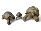 Stein Schildkröten – Pool, Garten, Terrasse - Langlebig und Wetterbeständig – Gelblich aus Glasfaserbeton – 32, 47 und 65 cm - Garten-On.de