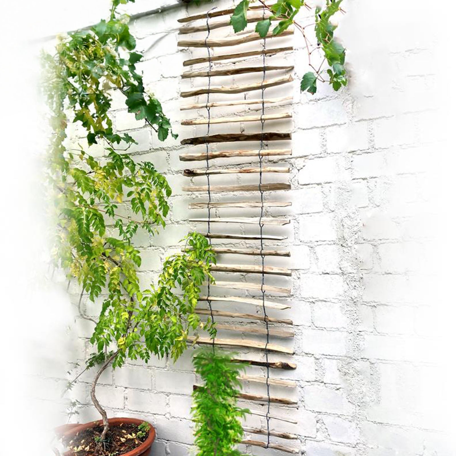 Haselnuss-Rankhilfe - 50x200 cm - Garten-On.de
